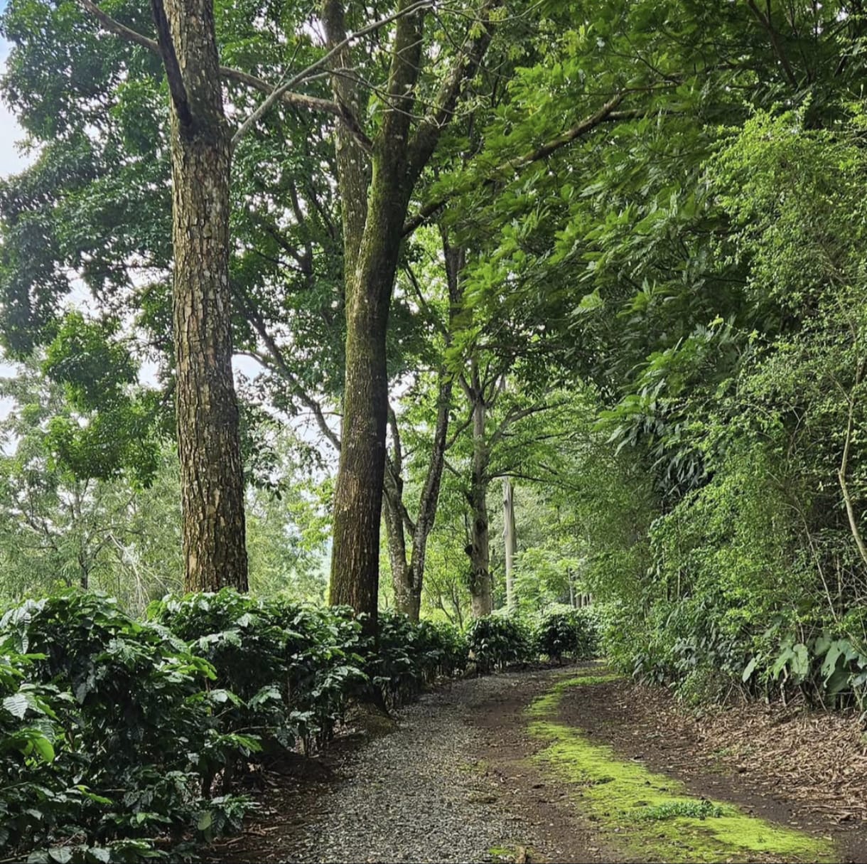 Coffee trail at La Eva