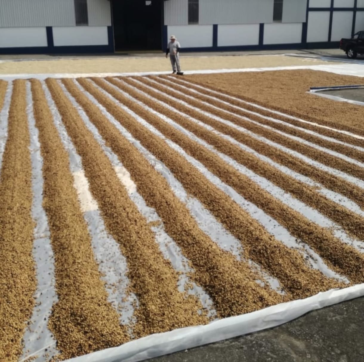 Coffee drying process