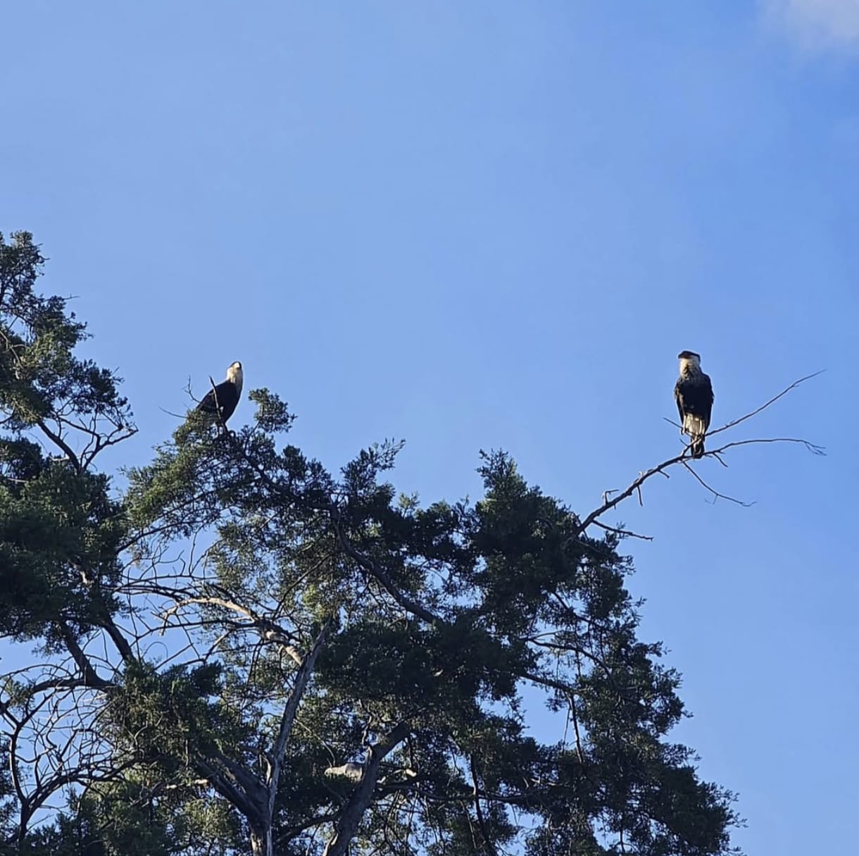 Caracara birds in nature reserve